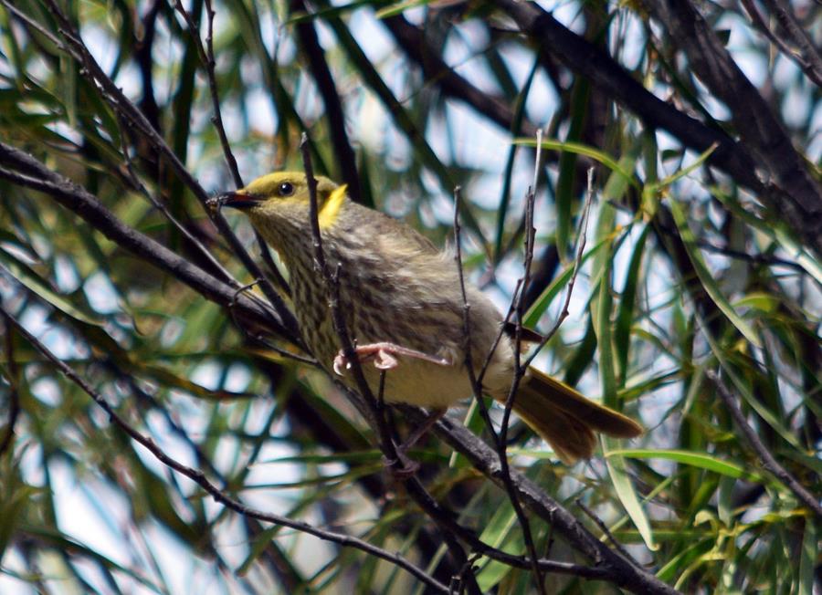 Honeyeater yellow plumed 00003.JPG